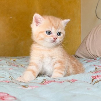 chaton Scottish Straight red golden blotched tabby Pichu Chatterie Nekobaa