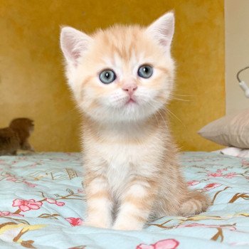 chaton Scottish Straight red golden blotched tabby Pichu Chatterie Nekobaa