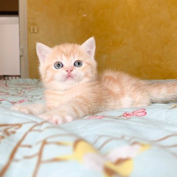 chaton Scottish Straight red golden blotched tabby Pichu Chatterie Nekobaa