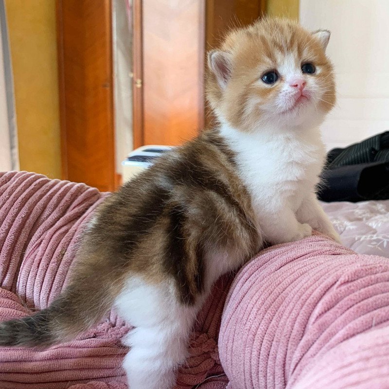 скоттиш страйт биколор