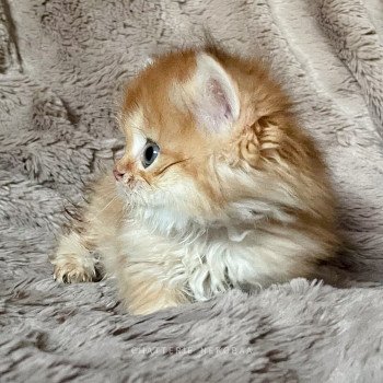 chaton Highland Straight golden shell Vanna Chatterie Nekobaa