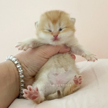 chaton Scottish Straight golden shell Vidar Chatterie Nekobaa