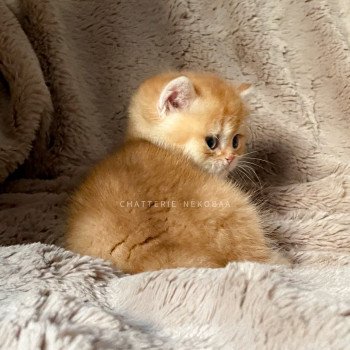 chaton Scottish Straight golden shell Vidar Chatterie Nekobaa