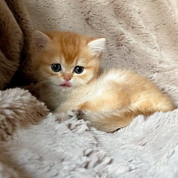 chaton Scottish Straight golden shell Vidar Chatterie Nekobaa