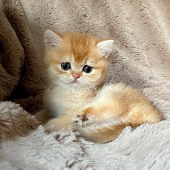 chaton Scottish Straight golden shell Vidar Chatterie Nekobaa