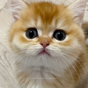 chaton Scottish Straight golden shell Vidar Chatterie Nekobaa