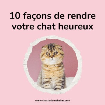 10 façons de rendre un chat heureux