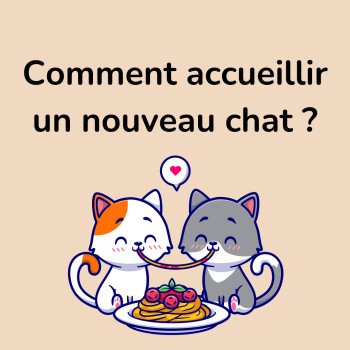Accueillir un deuxième chat à la maison: conseils et astuces!