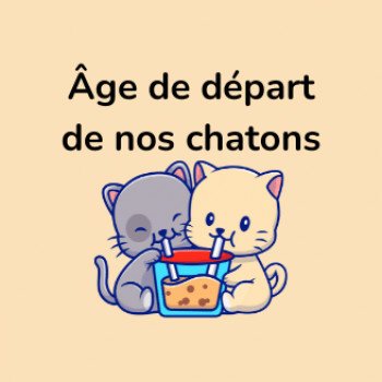 À quel âge adopter un chaton?