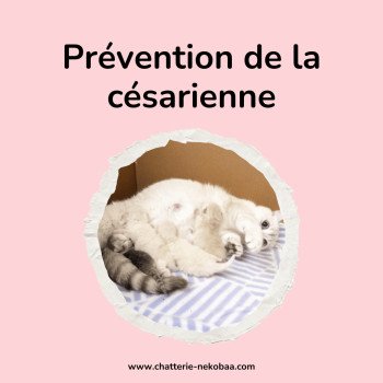 Recette anti-césarienne pour mise bas de la chatte
