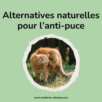 Anti-puces naturel pour chat