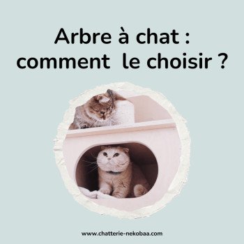 Arbre à chat: bien le choisir!