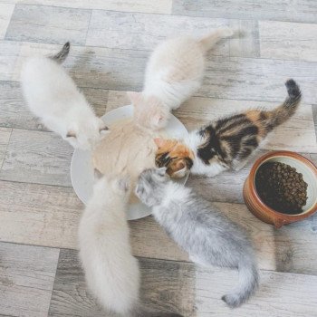 "Mes chatons refusent de manger!" Testez la bouillie pour chatons Nekobaa ;)