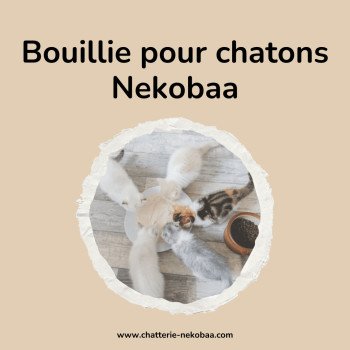"Mes chatons refusent de manger!" Testez la bouillie pour chatons Nekobaa ;)