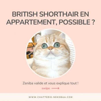 British shorthair en appartement, possible ?