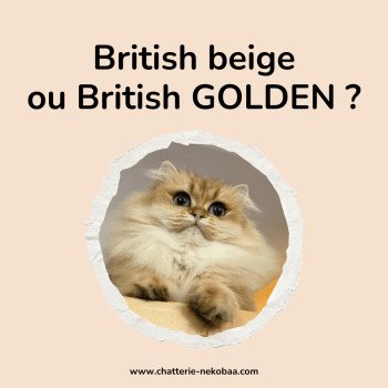 British shorthair beige ? ou golden ?