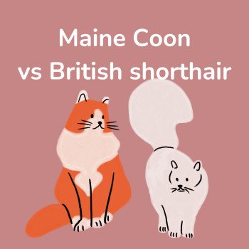 British Shorthair vs Maine Coon : quel chat choisir ?