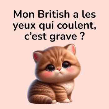 Mon British a les yeux qui coulent ! Spoiler alert : il n'est pas forcément malade.