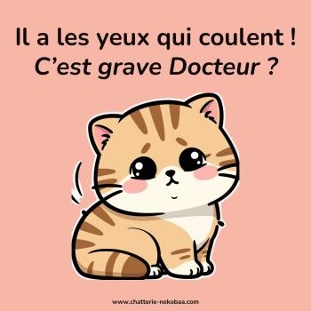 Mon British a les yeux qui coulent. Spoiler alert : il n'est pas forcément malade.