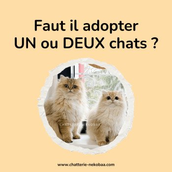 Un chat seul est-il malheureux? Faut-il adopter un ou deux chats?