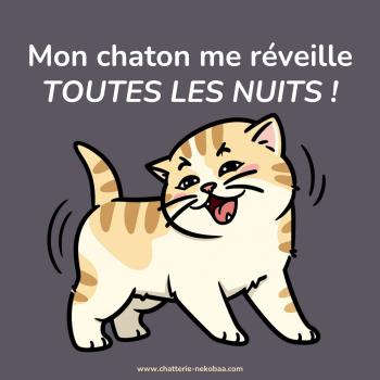 Mon chaton miaule la nuit : pourquoi, et que faire ?