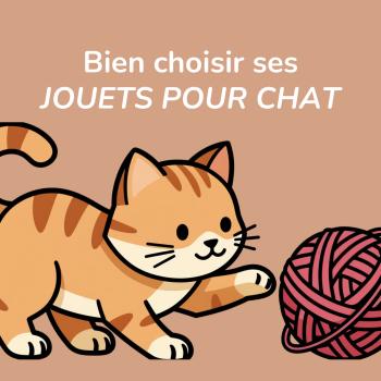 Choisir les bons jouets pour stimuler son chat