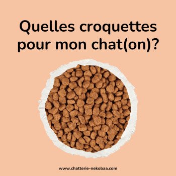 Marques de croquettes pour nos chats British