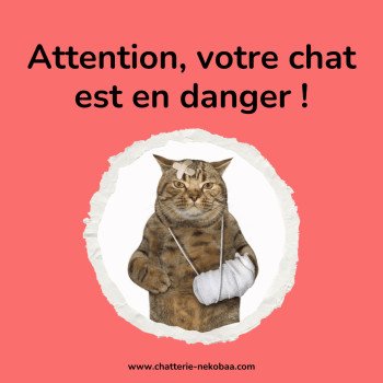 Les dangers de l'extérieur pour votre chat, infographie