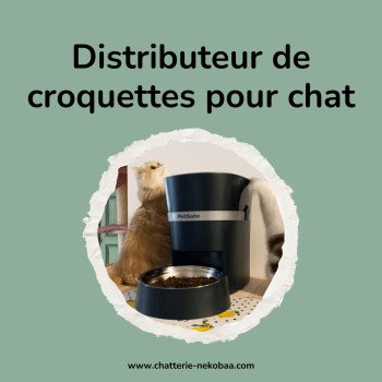 Distributeur de croquettes pour chats : notre sélection