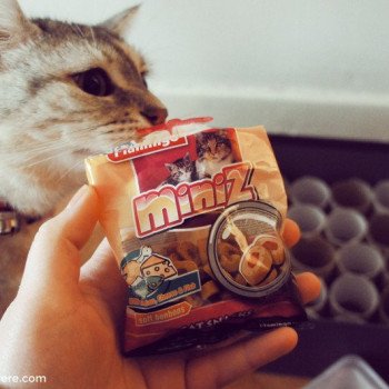 #DIY: la gamelle pour chats "Stimulo"