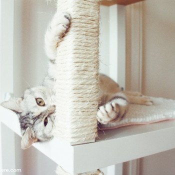 Diy Un Arbre A Chat Ikea Chatterie Nekobaa