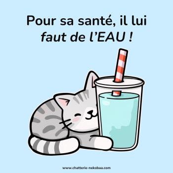 Besoins hydriques du chat, en élevage et à la maison : de l'eau pour mon chat !