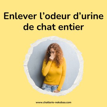 Comment enlever l'odeur d'urine de chat ?