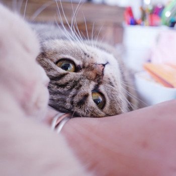 Travailler avec ses chats sur le bureau