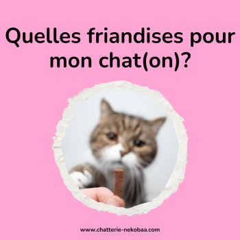 Quelles friandises pour mon chaton ? (et chat adulte)
