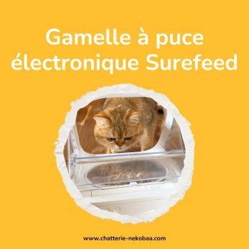 Gamelle chat puce électronique: notre avis, grand OUI !