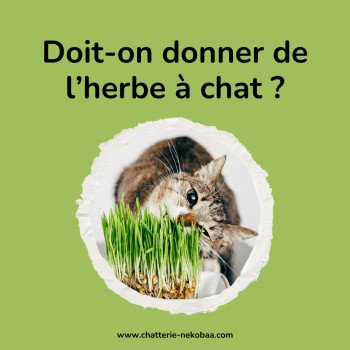 Doit-on acheter de l'herbe à chat pour son chat ?