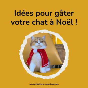 Idées cadeau pour votre chat, Noël 2022