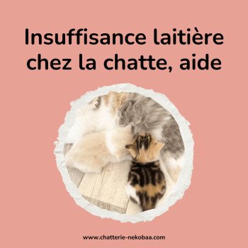 Aider la chatte en insuffisance laitière