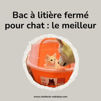 Le meilleur bac à litière pour chat, à mes yeux