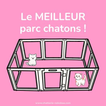 Le meilleur parc chatons, une bonne fois pour toutes !