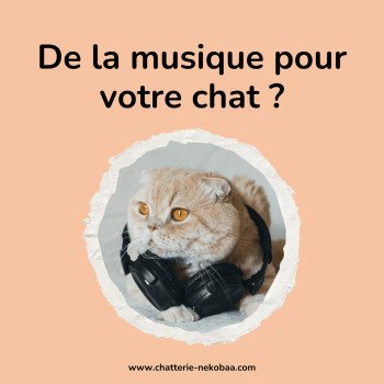 Musique relaxante pour chat, ça marche ?