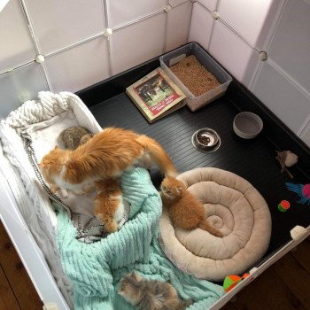 Parc chatons modulable, mise à jour 2019