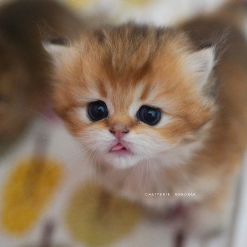 Portée N3 : chatons British golden, des news en vidéo !