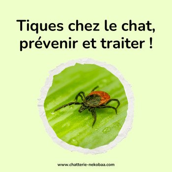 Tiques chez le chat : risques, traitement, prévention