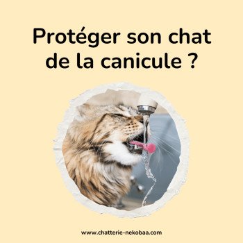 5 astuces pour protéger son chat de la canicule!
