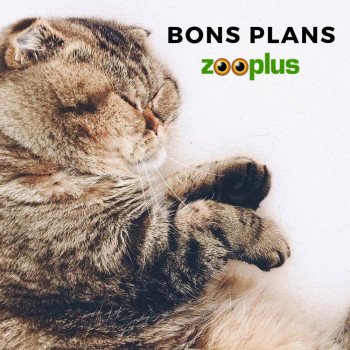 Comment économiser sur votre commande Zooplus