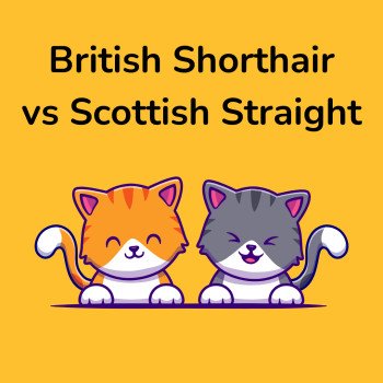 Scottish / British shorthair, quelles différences ?