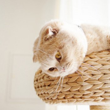 Scottish Fold: la rencontre