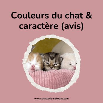Caractère du chat en fonction de sa couleur ... ?